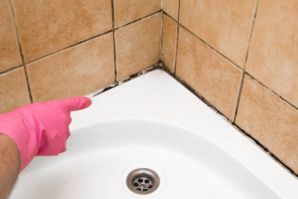 Best Mold Removal Process  in USA